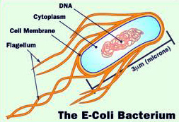 Escherichia coli body